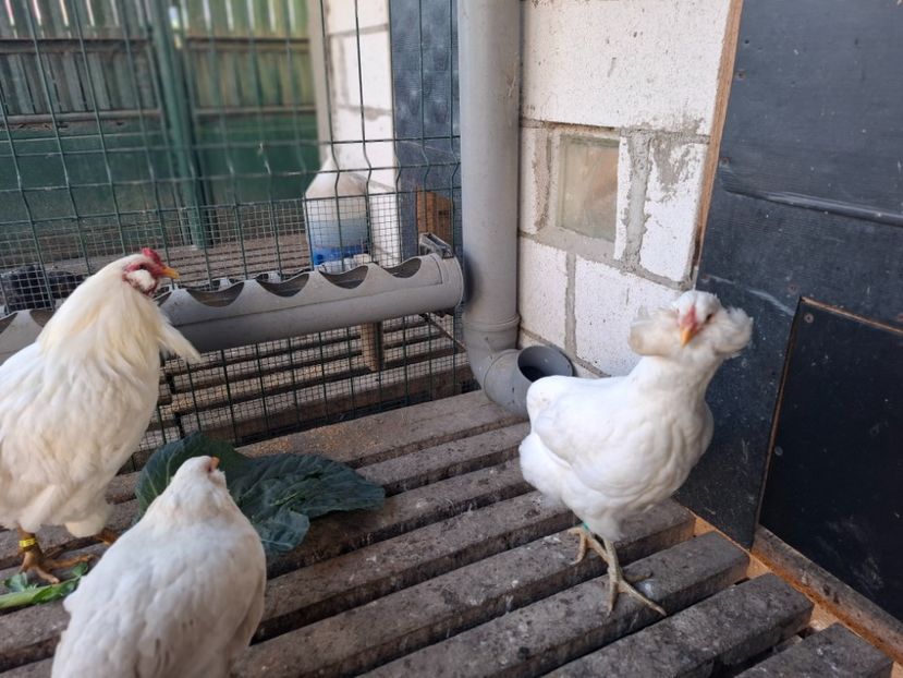  - Găini Araucana Alb