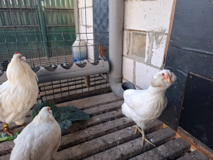  - Găini Araucana Alb