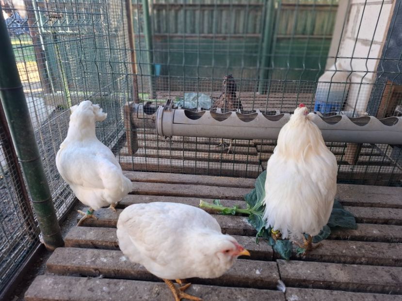  - Găini Araucana Alb