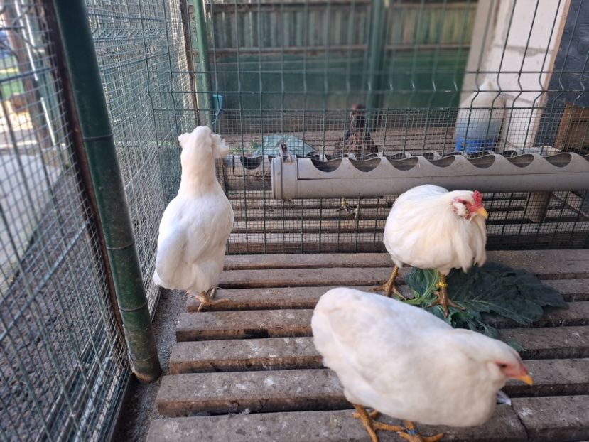  - Găini Araucana Alb