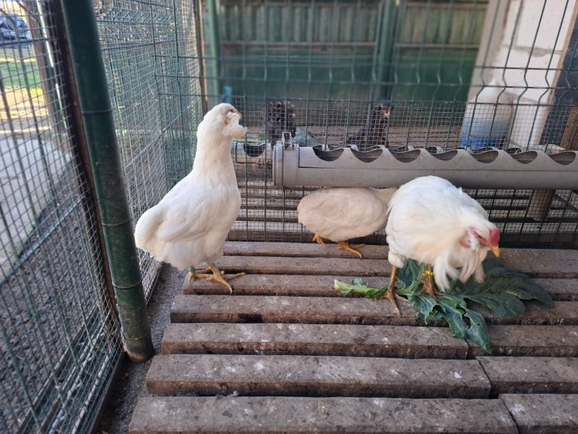  - Găini Araucana Alb