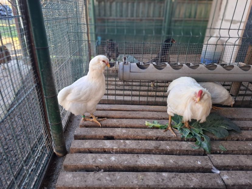  - Găini Araucana Alb