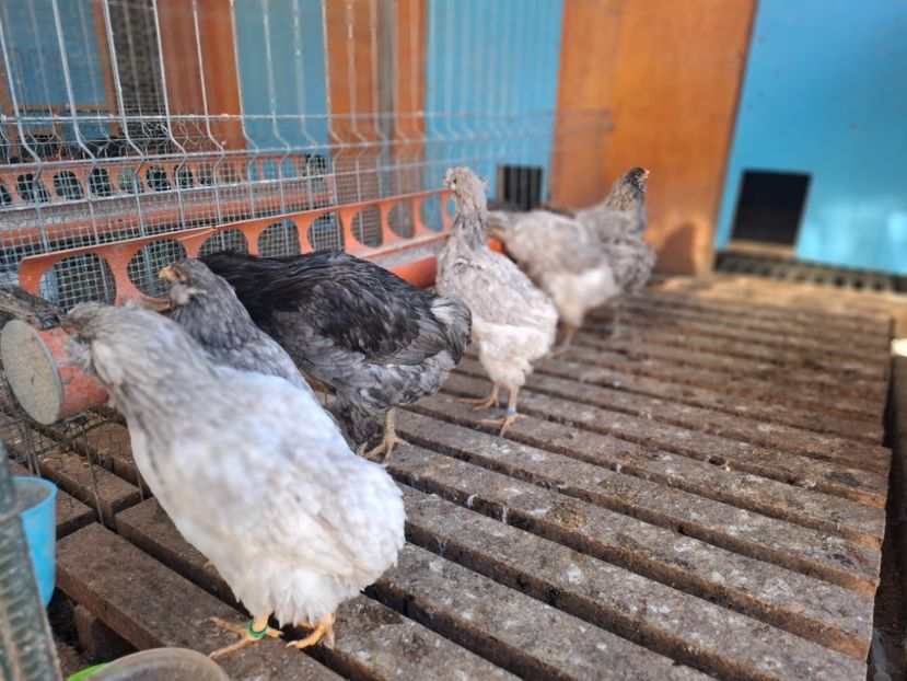  - Gaini Araucana Albastru