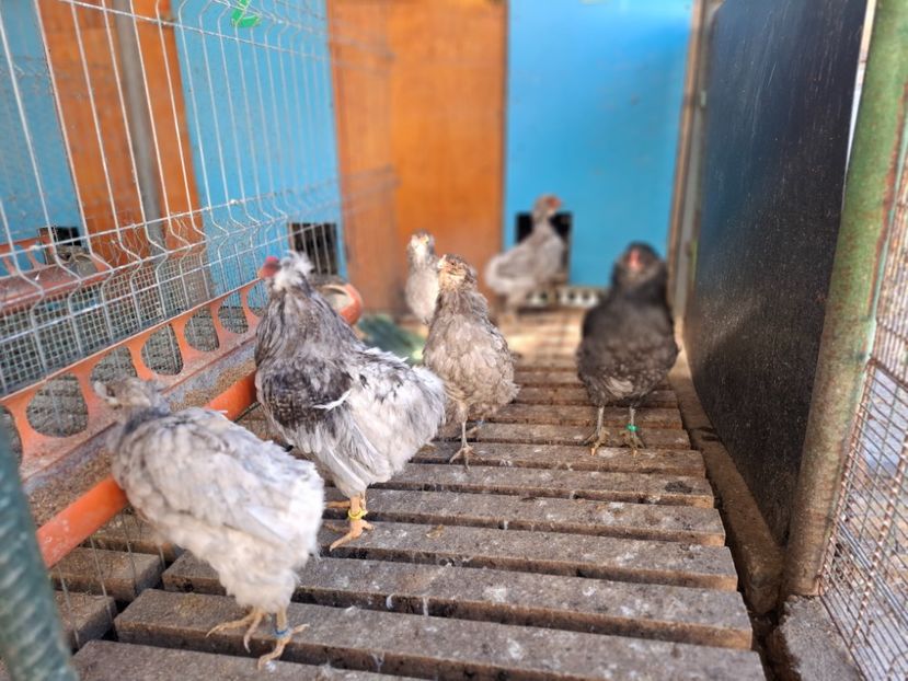  - Gaini Araucana Albastru