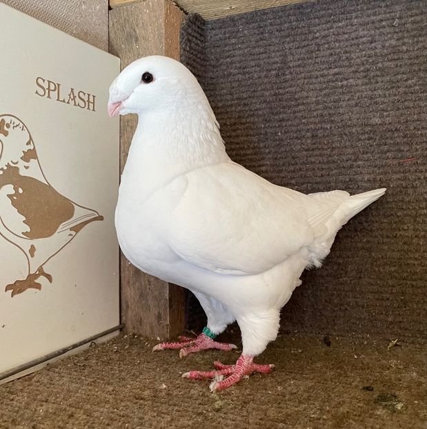  - Porumbei Vânduți