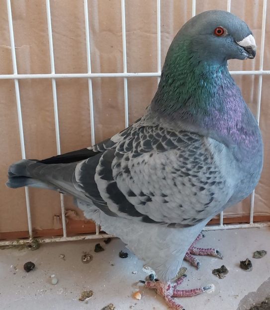 IMG-20250920-WA0008 - AGH Matca 2026