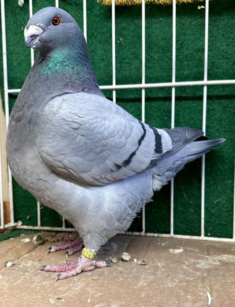 IMG-20250914-WA0003 - AGH Matca 2026