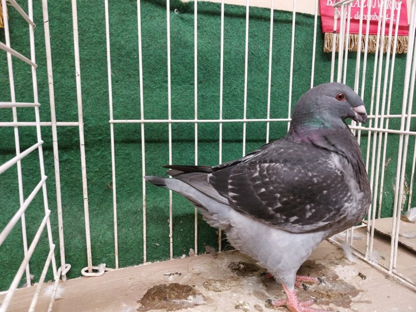 IMG-20250912-WA0005 - AGH Matca 2026