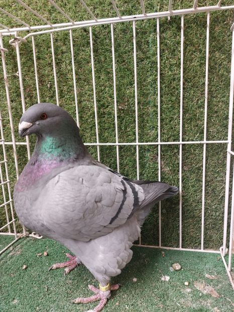 IMG-20250731-WA0012 - AGH Matca 2026