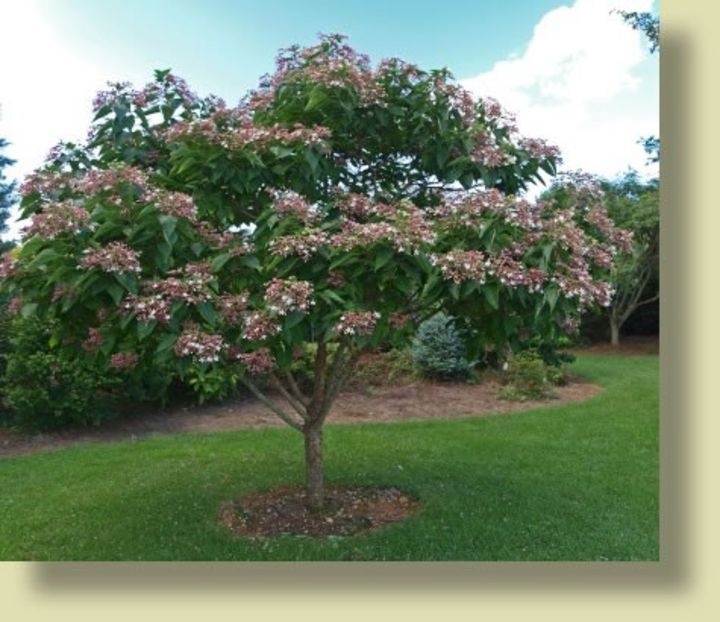 clerodendrum trichotomum - aaPlante ornamentale disponibile
