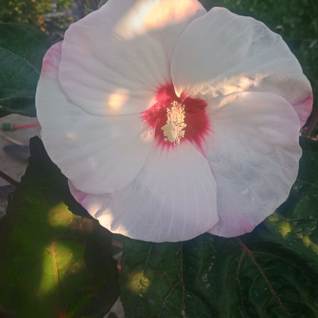 Hibiscus moscheutos alb 20lei - aaPlante ornamentale disponibile