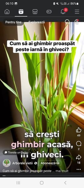 Screenshot_20251023_061027_Facebook - Cum sa ai ghimbir proaspat peste iarna in ghiveci