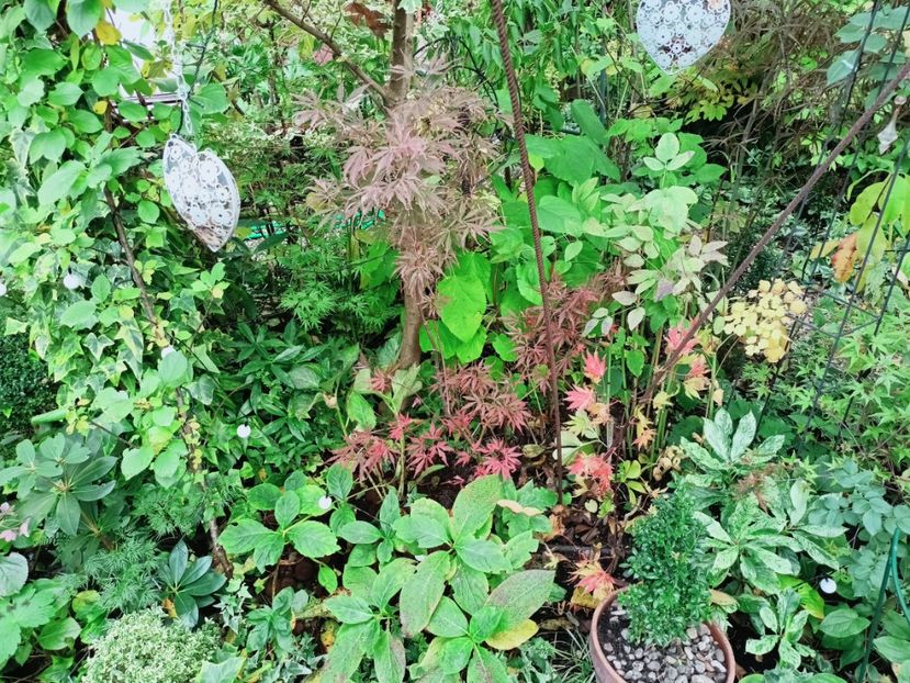  - Grădina 2025 continuare 5