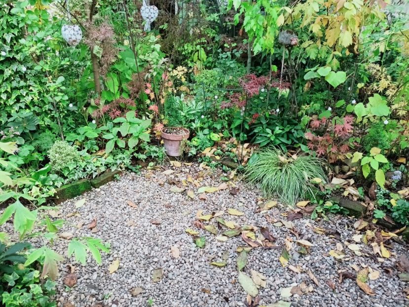  - Grădina 2025 continuare 5