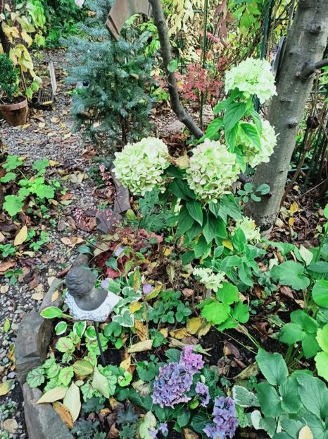  - Grădina 2025 continuare 5