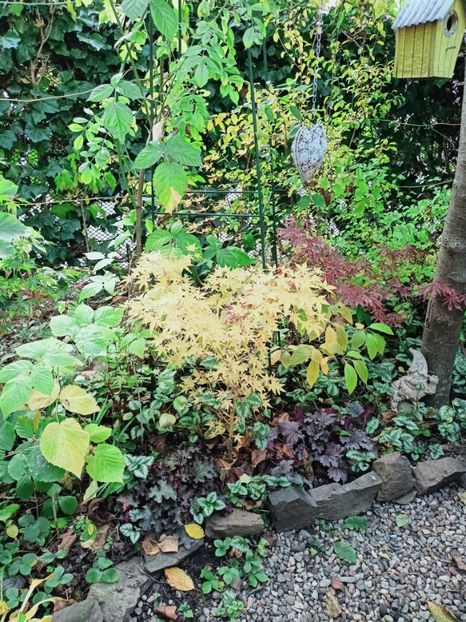  - Grădina 2025 continuare 5