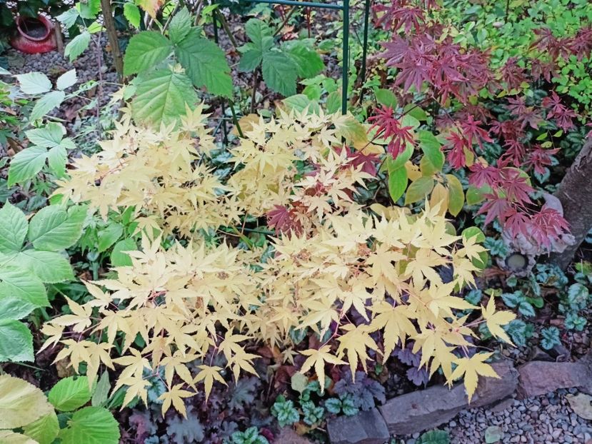  - Grădina 2025 continuare 5