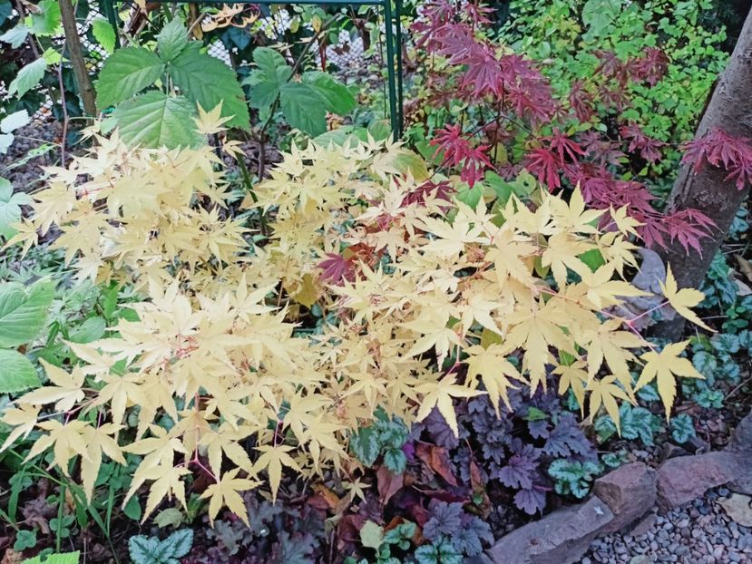  - Grădina 2025 continuare 5