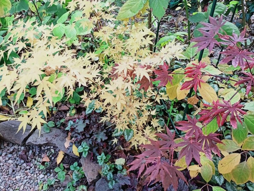  - Grădina 2025 continuare 5