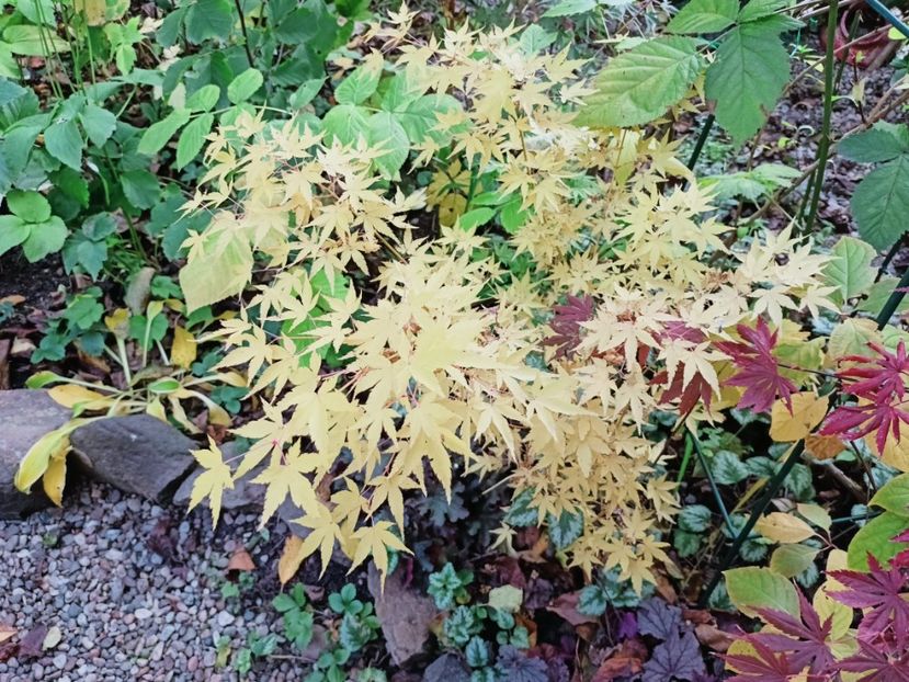  - Grădina 2025 continuare 5