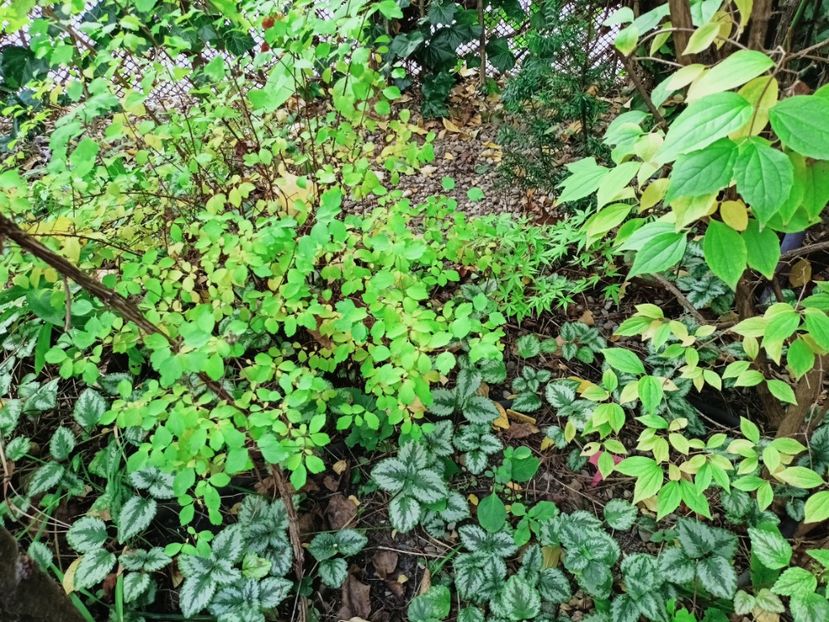  - Grădina 2025 continuare 5