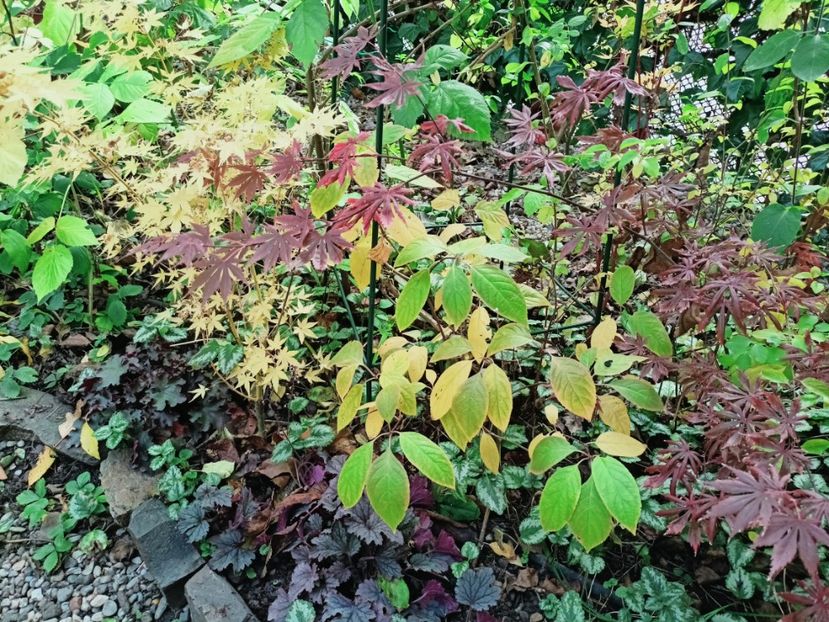  - Grădina 2025 continuare 5