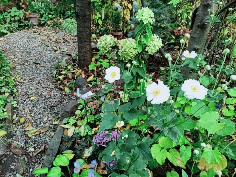  - Grădina 2025 continuare 5