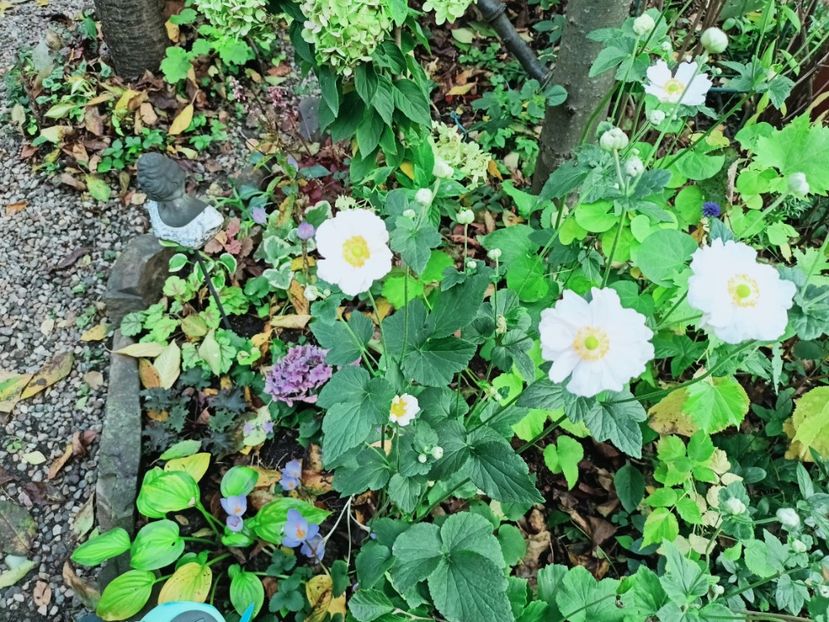  - Grădina 2025 continuare 5