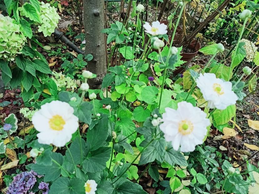  - Grădina 2025 continuare 5