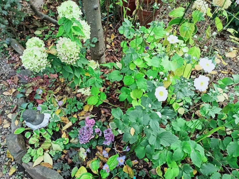  - Grădina 2025 continuare 5