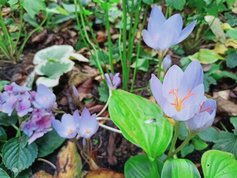  - Grădina 2025 continuare 5