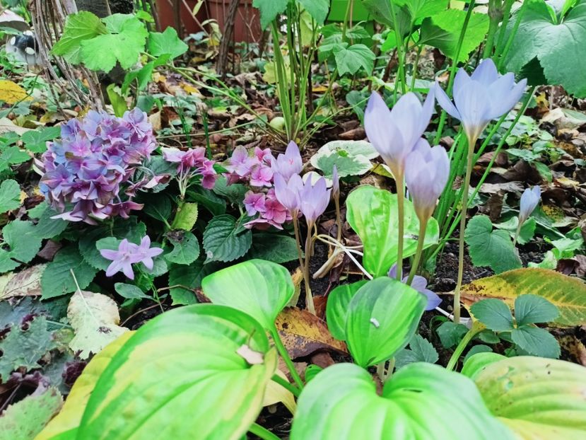  - Grădina 2025 continuare 5