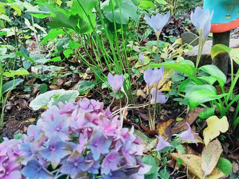  - Grădina 2025 continuare 5