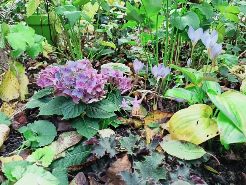  - Grădina 2025 continuare 5