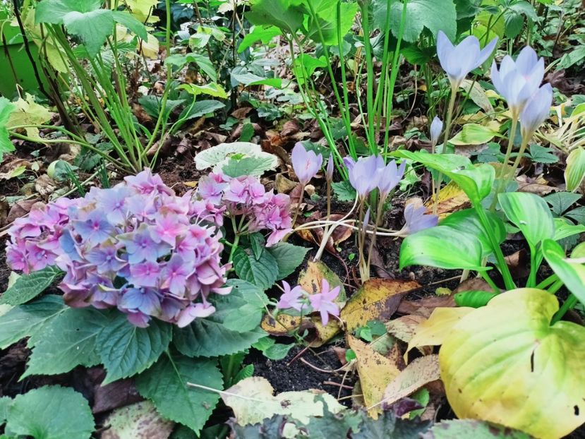  - Grădina 2025 continuare 5