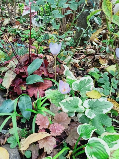  - Grădina 2025 continuare 5