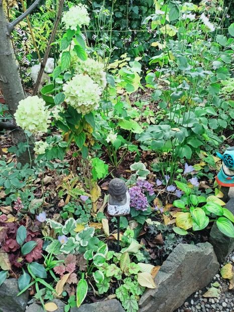  - Grădina 2025 continuare 5