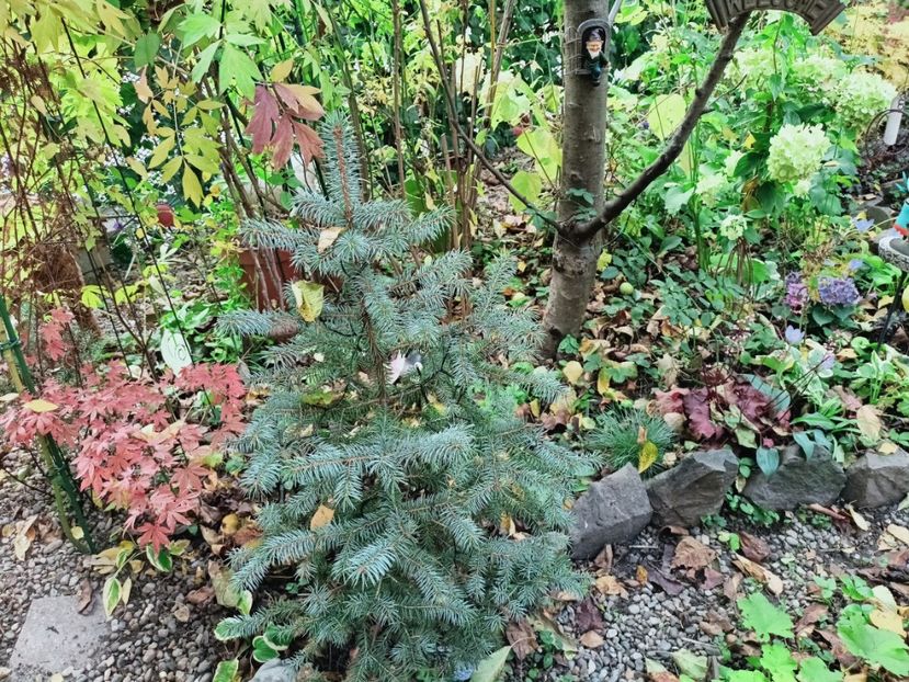 Acer Atropurpureum și picea Super Blue - Grădina 2025 continuare 5