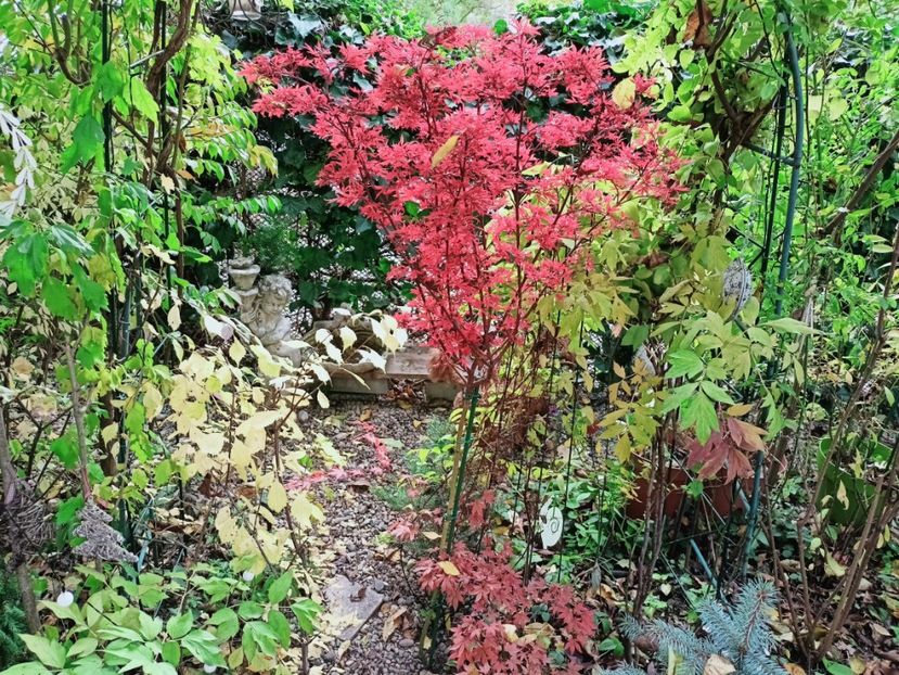  - Grădina 2025 continuare 5