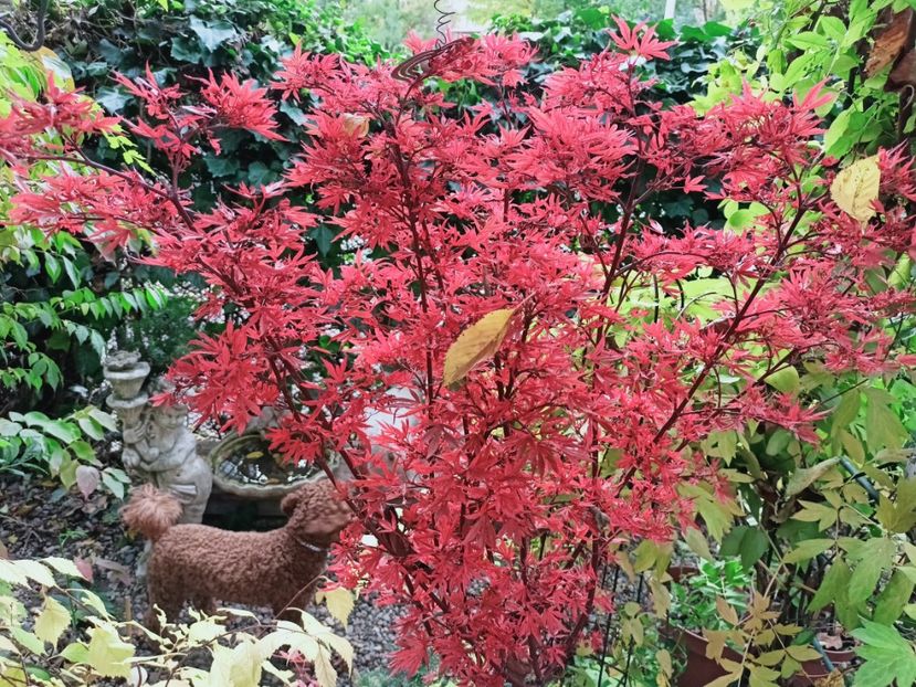 Shaina - Grădina 2025 continuare 5