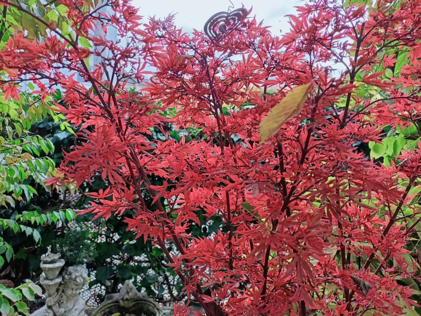  - Grădina 2025 continuare 5