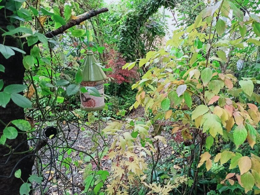  - Grădina 2025 continuare 5