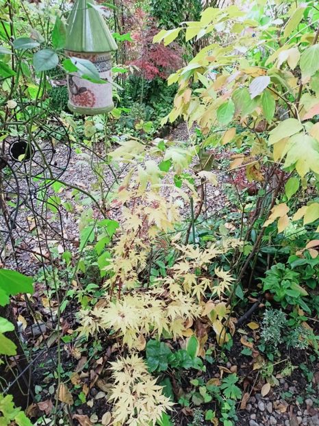 Sango Kaku - Grădina 2025 continuare 5