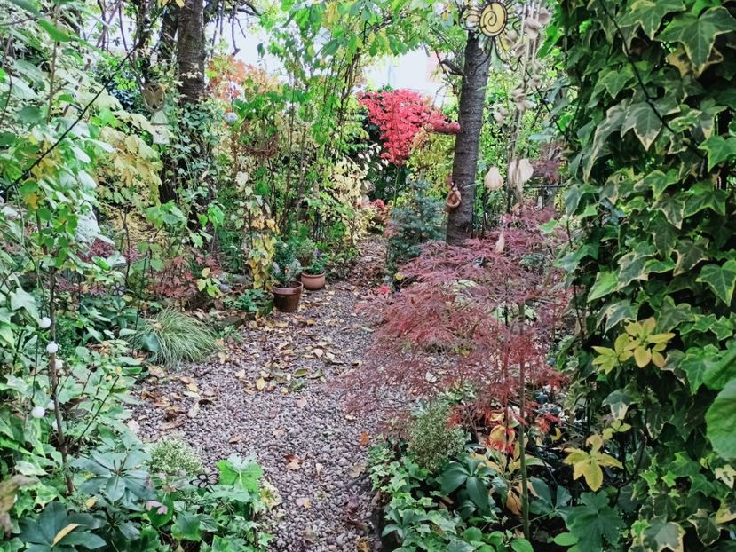  - Grădina 2025 continuare 5