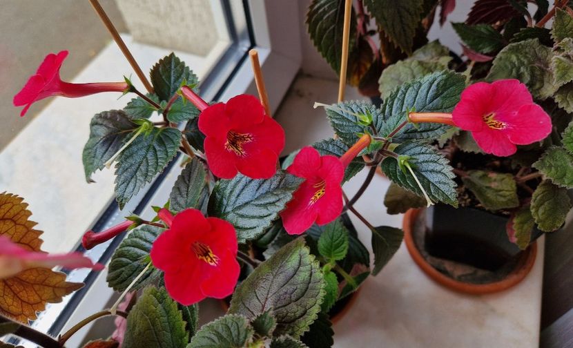  - Rf s Games of Thrones p