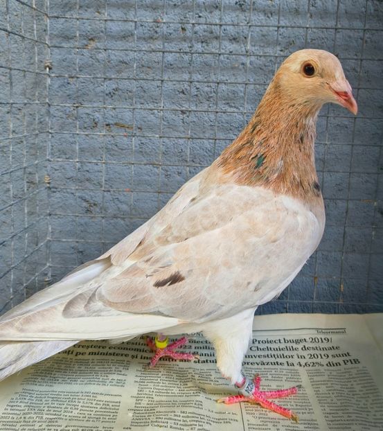  - Nu îmi aparțin 11