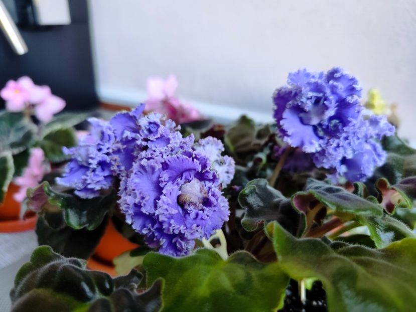 23 octombrie 2025 - RS Venetsiya