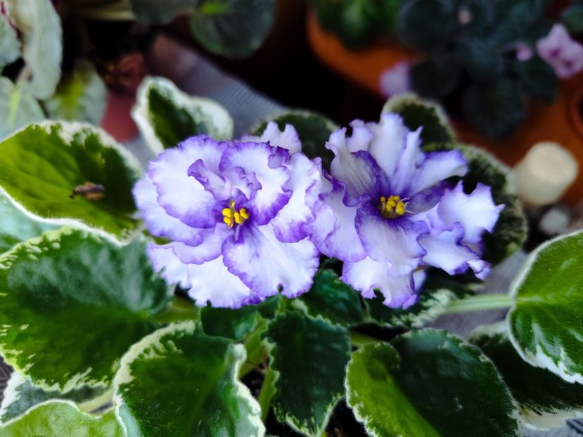 23 octombrie 2025 - LF Novolunie