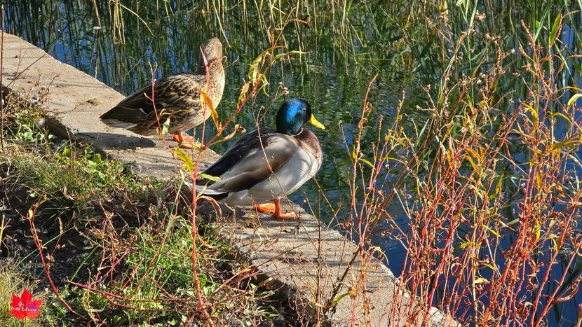 Montreal---Parc LaFontaine 1 - C - BIRDS - Pasari