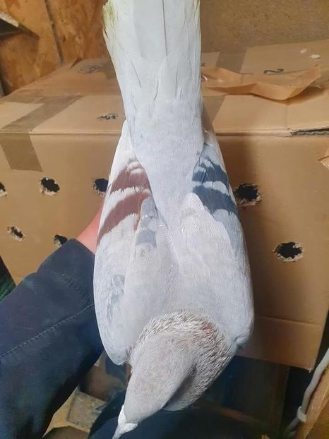  - Nu îmi aparțin 11